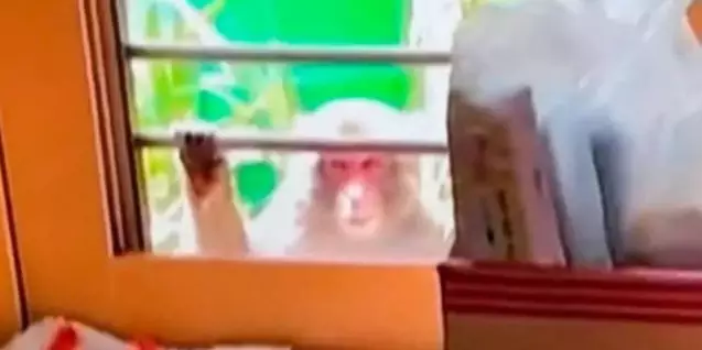 Macaco japonês em área urbana Macaco japonês observado de perto em área urbana