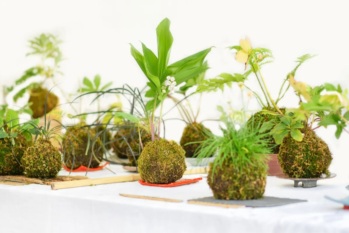 Kokedama-Bälle mit ein paar Pflanzen auf einem weißen Tisch