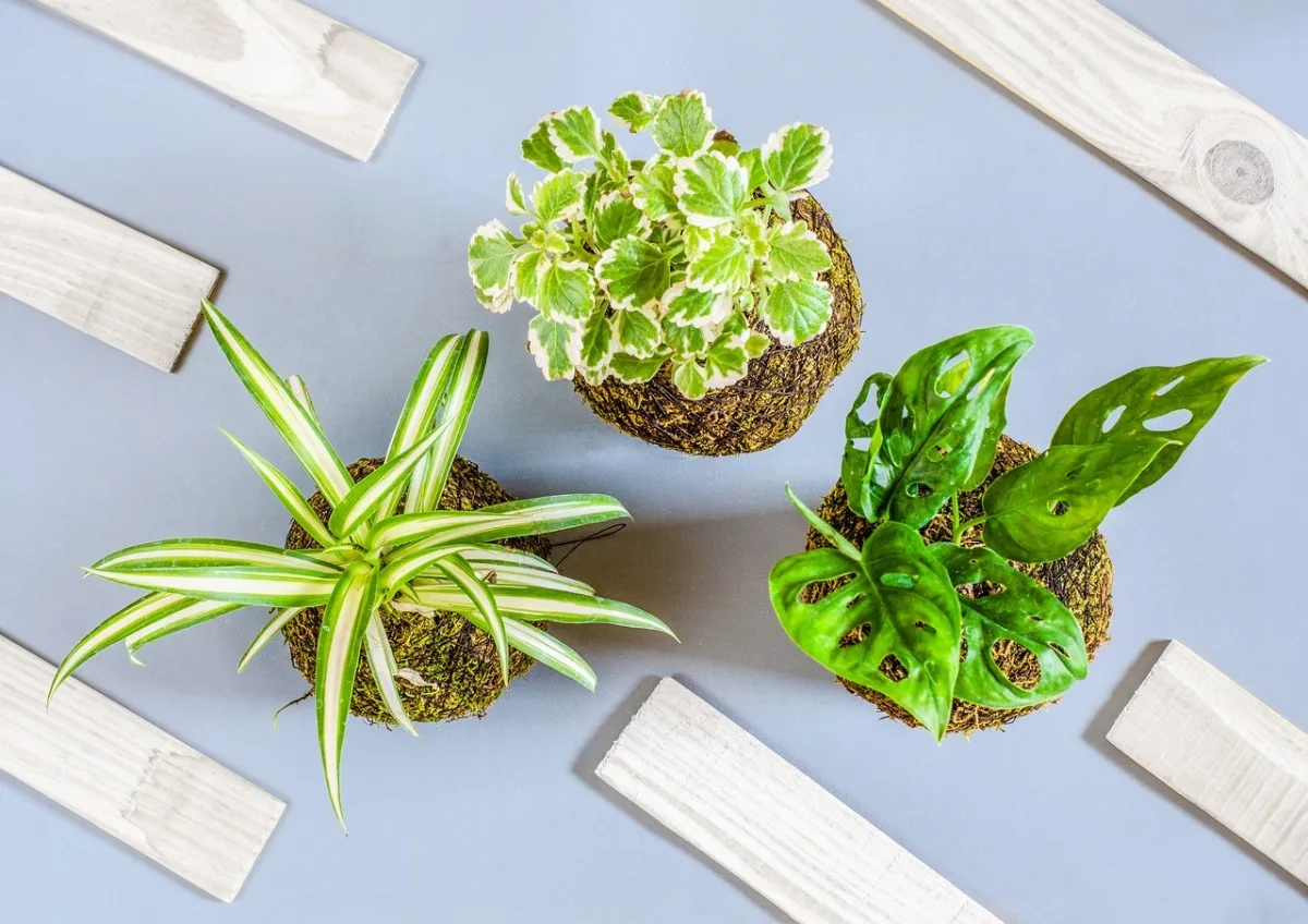plants, houseplants, decoration
