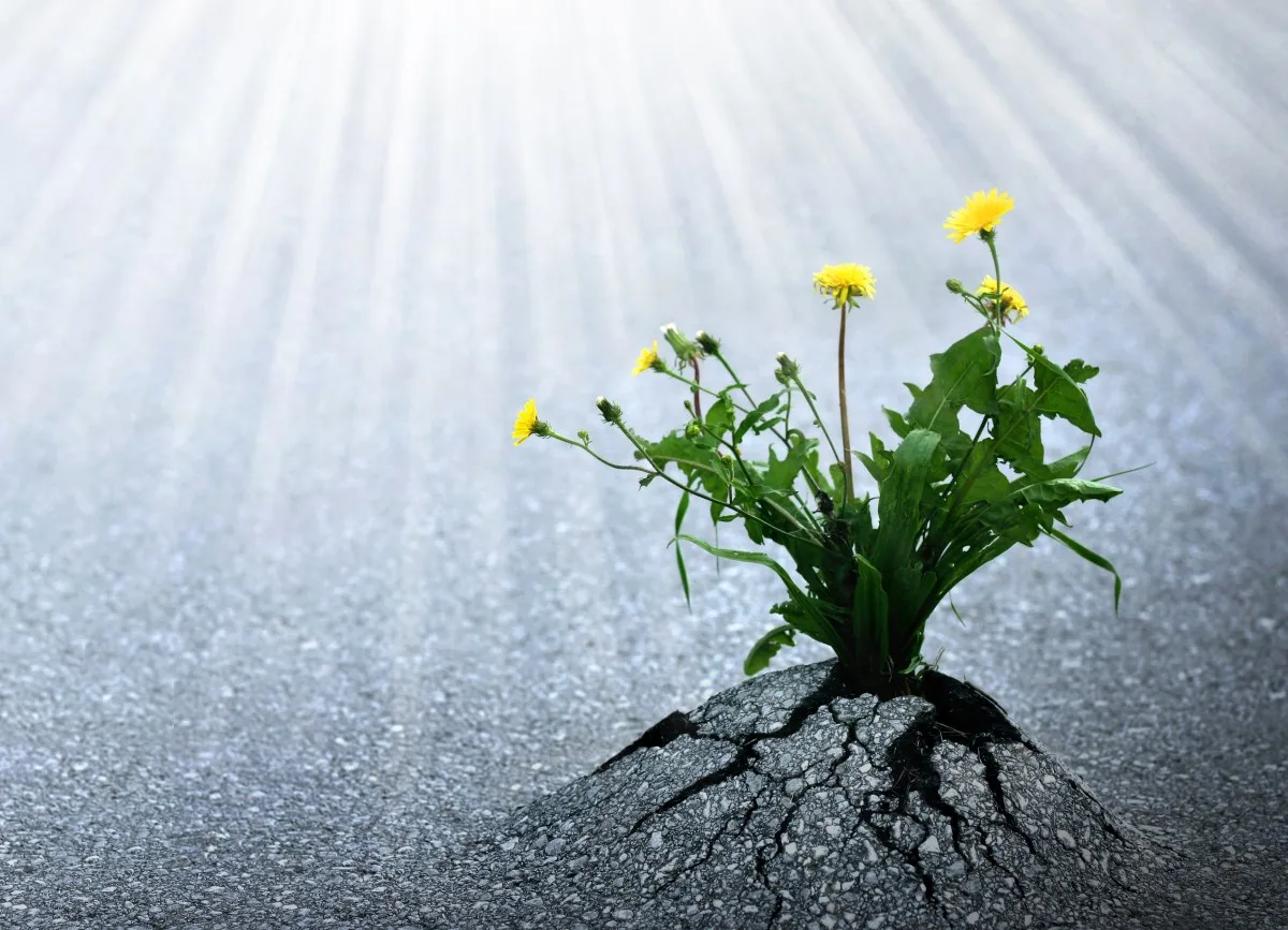 Gaman and Nintai - Resilience in Japanese
