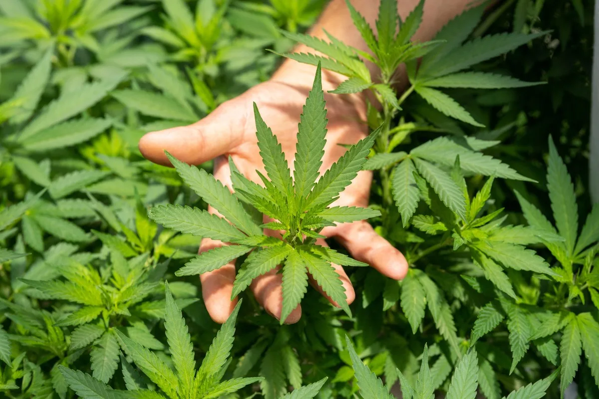follow us on instagram: @crystalweed_official
www.crystalweed.it