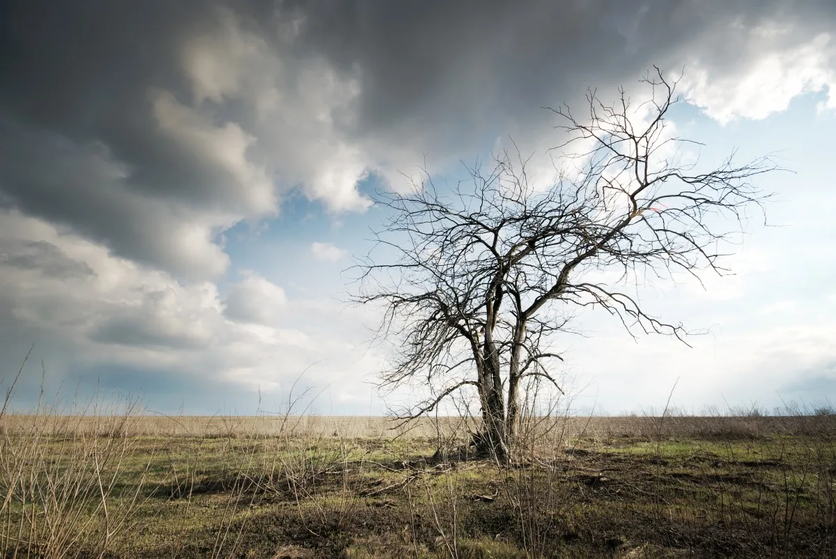 Lonely dead tree