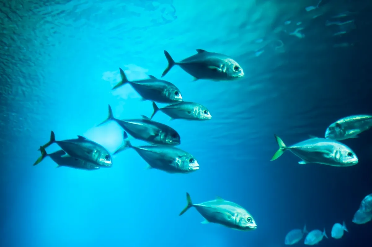 School of fishes