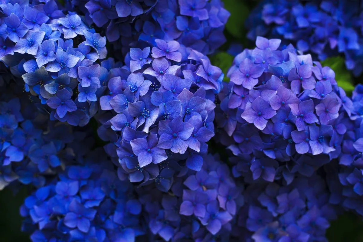 hydrangeas, blue, flowers