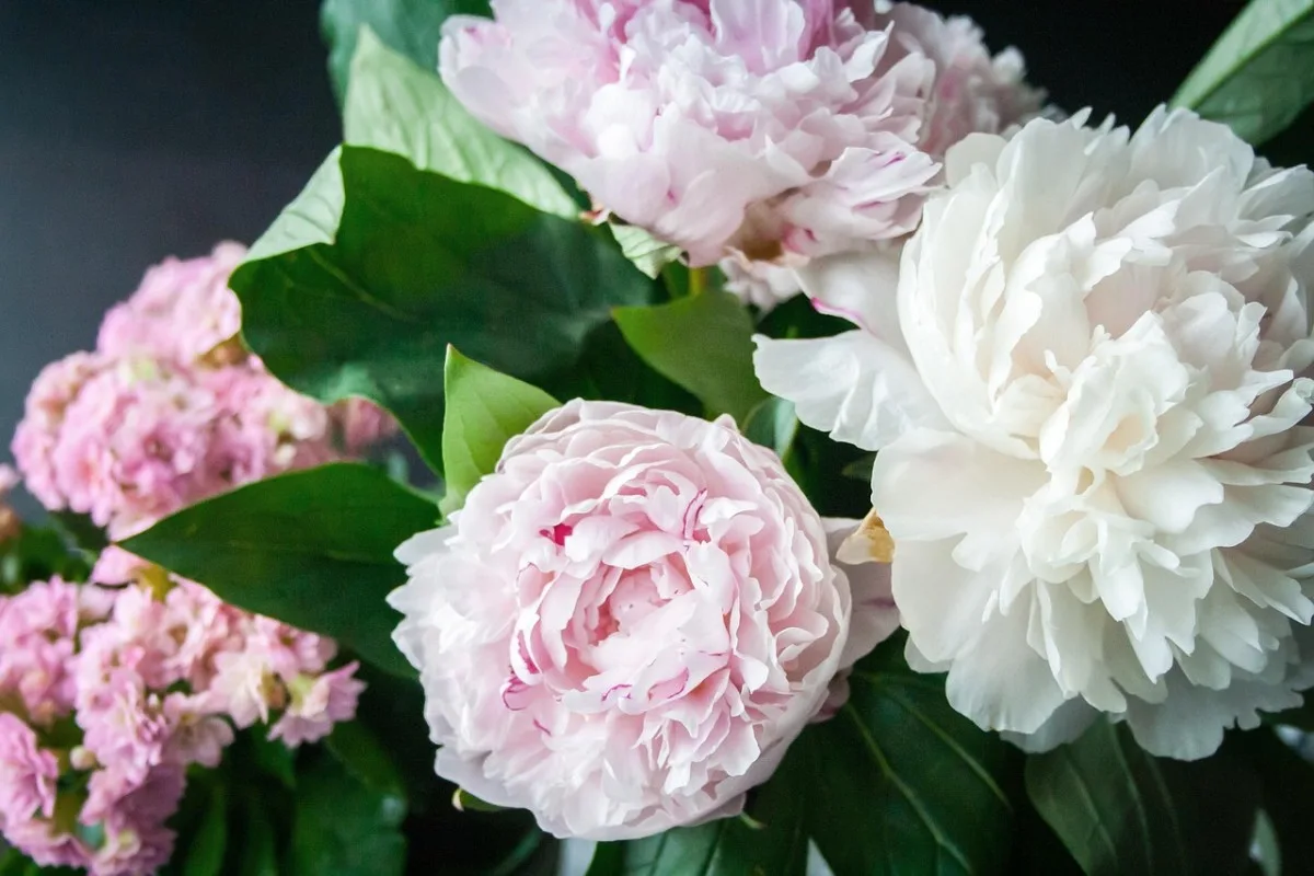 flowers, peonies, bouquet