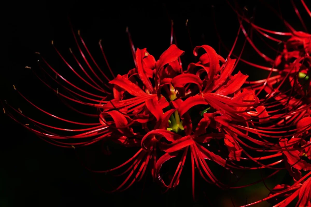 amaryllis, cluster amaryllis, spider lily