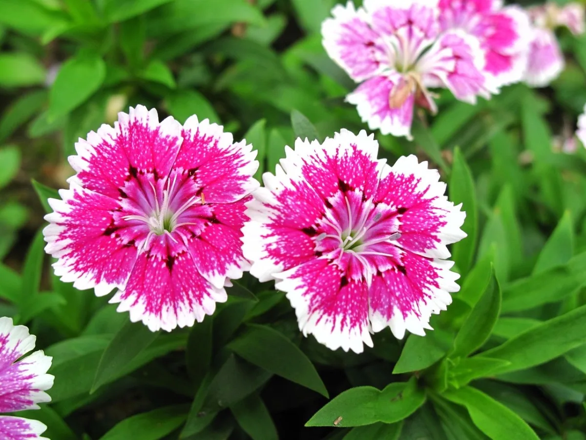 dianthus, er duo, pink