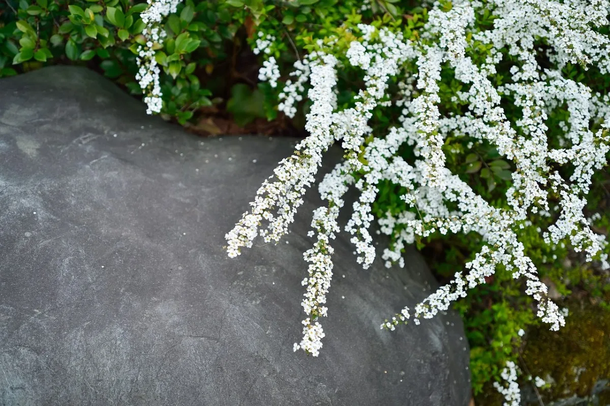 natural, flowers, landscape