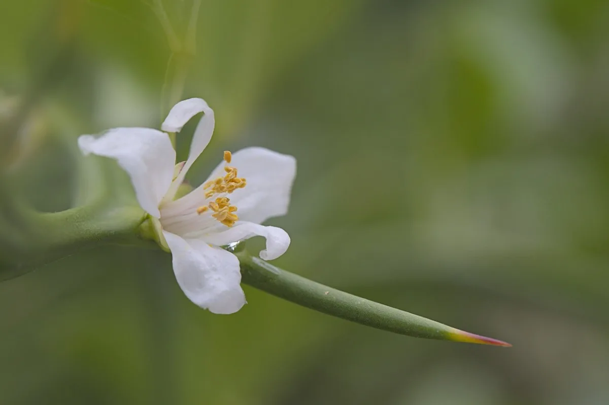 yuzu, japanese lemon, blossom