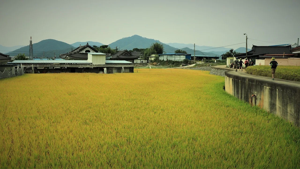 Small Korean family farm with rice paddies, vegetable beds and low rural houses under soft afternoon light